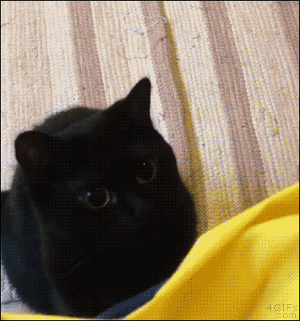 Смешная гифка язык. Черный кот показывает язык. Кот показывает язык гиф. Гифка кот с языком. Кот дразнится гифка.