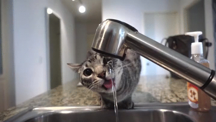 Mlem GIF - Encontrar em GIFER