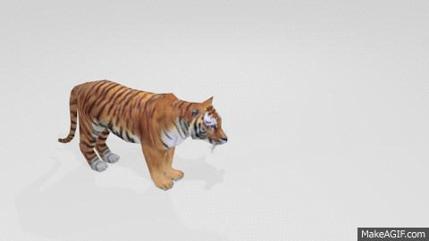 tiger attack animated gif