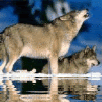 Wolves Loup Gif Find On Gifer