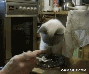 LLbQ.gif