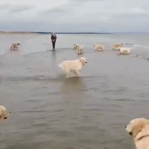 https://i.gifer.com/LOH1.gif