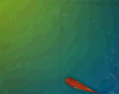 Betta Fish 3D Live Wallpaper animated gif