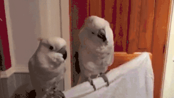 Cockatoo head bang GIF - Find on GIFER