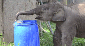 Слон пьющий воду. Слон пьет воду. Слоник гифка. Слон пьет.