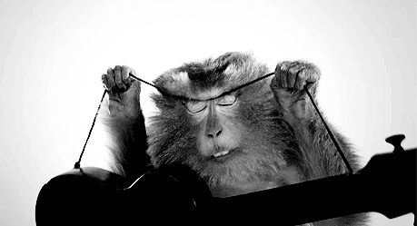 Monkeys GIF Find on GIFER