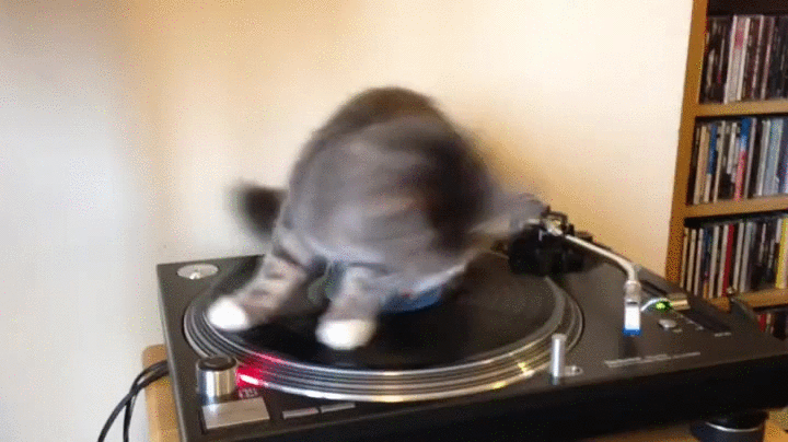 Cat Turntable. Spinning Cat. Мем Spinning Cat. Scratching DJ Мем.