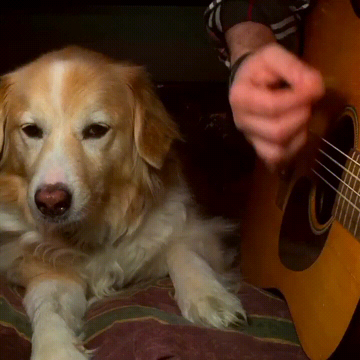 Видео собачка песня. Собака музыкальная. Музыкальная щенок. Собака с песнями. Портрет музыкальной собаки.