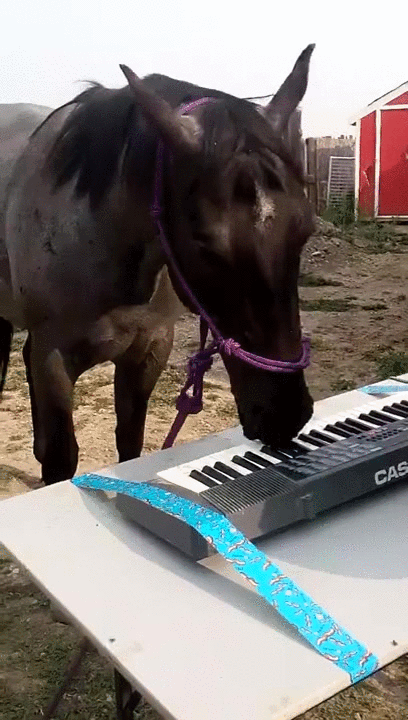 Конь играет на пианино. Сыграл коня. Конь играет. Лошадь взбрыкнула. Лошадь играет.