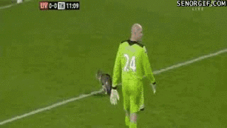 Foot Gata Deportivo Gif Find On Gifer Foot Gata Deportivo Gif Find On Gifer