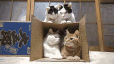 Cat office box GIF - Find on GIFER