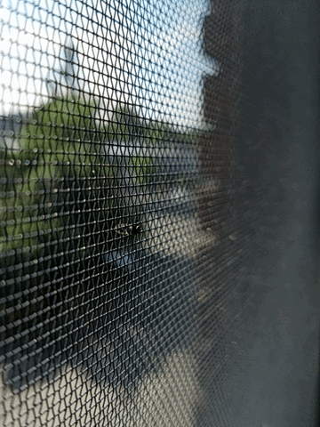 GIF morning fly - animated GIF on GIFER