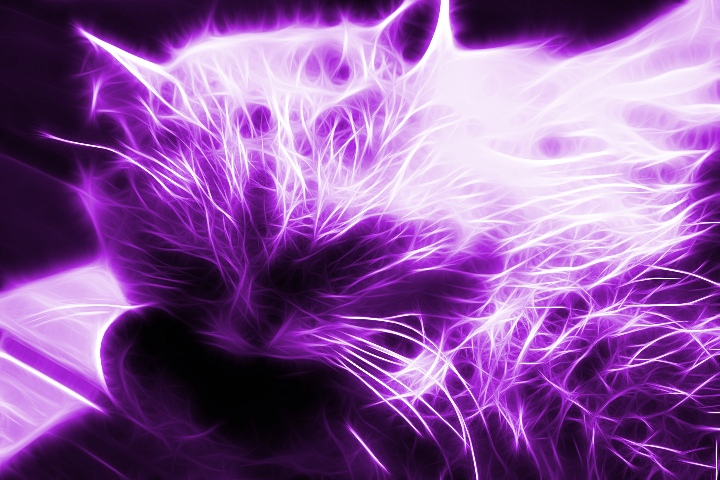 Фиолетовый кот видео. Фиолетовый кот. Неоновый кот. Фиолетовая кошка. Фиолетовые коты.