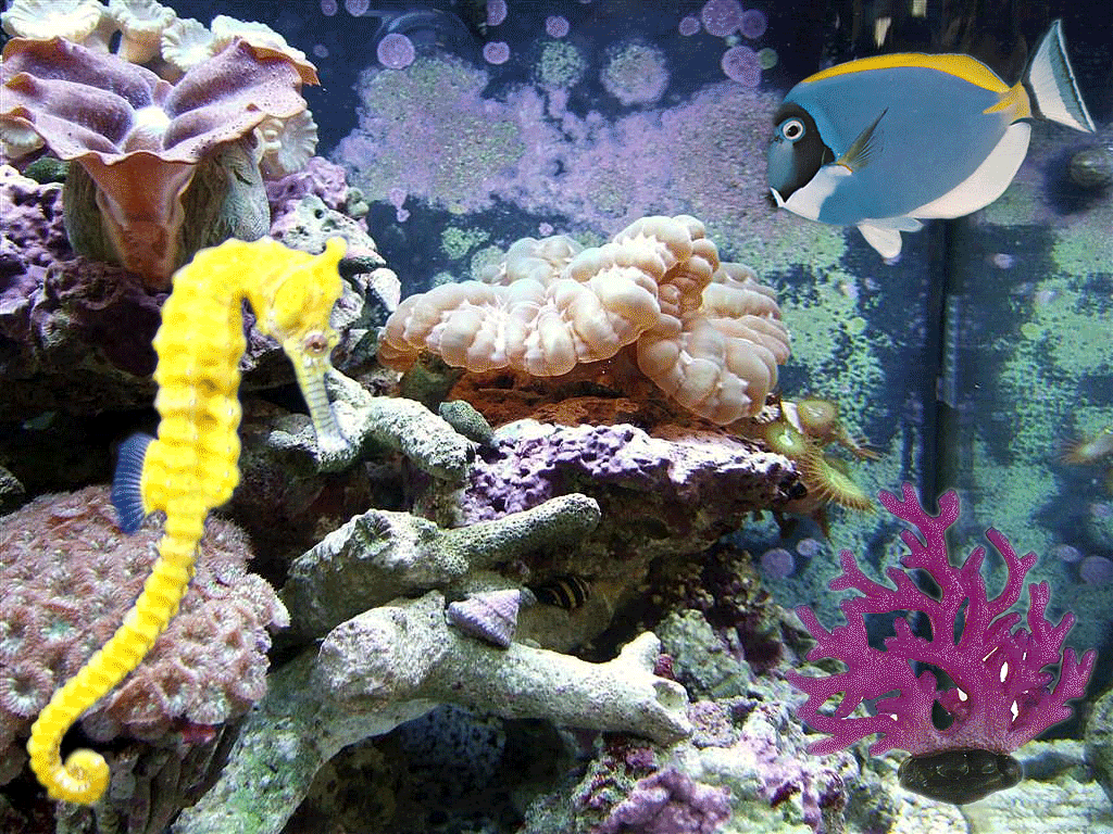 Анимация живых обоев. Живые рыбки. Подводный мир. Живые аквариумные рыбки. Живой аквариум.