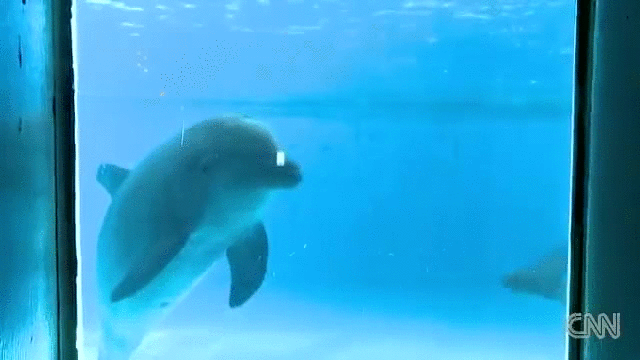 дельфины в море.