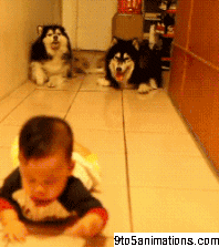 Baby dogs perro GIF - Find on GIFER