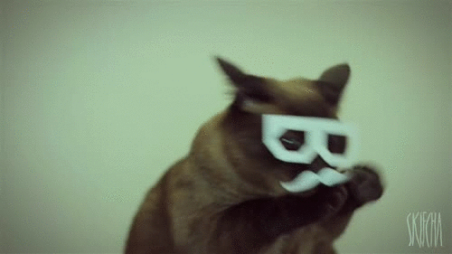 hipster cat gif