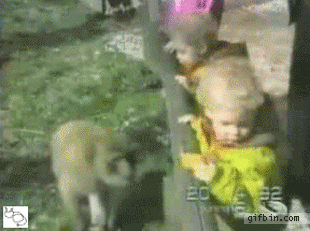 Animals Being Dicks Kid Bon Gif Find On Gifer