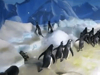 GIF chasing - animated GIF on GIFER