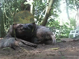 mad sloth