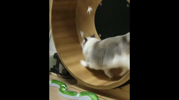 Днем, гифка бегущего кота