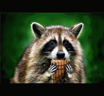 animals playing instruments gif