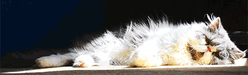 MIC9.gif
