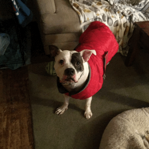 Pitbull GIF Find on GIFER