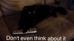 Cat cats got the remote funny cat GIF - Find on GIFER