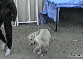 Funny Animals Dogs GIF - FunnyAnimals Dogs WrongHand GIFs