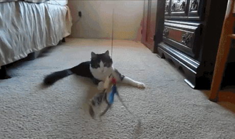 cat with no legs gif