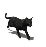 Black cat GIF - Find on GIFER