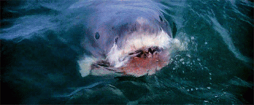 Jaws richard dreyfuss roy scheider GIF - Find on GIFER