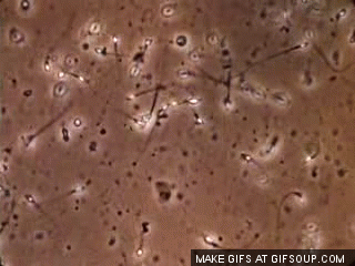 Cell Profiling Gif Cells GIF - Find on GIFER