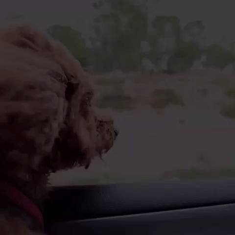 Gif Love Dog Life Animated Gif On Gifer By Vutaxe