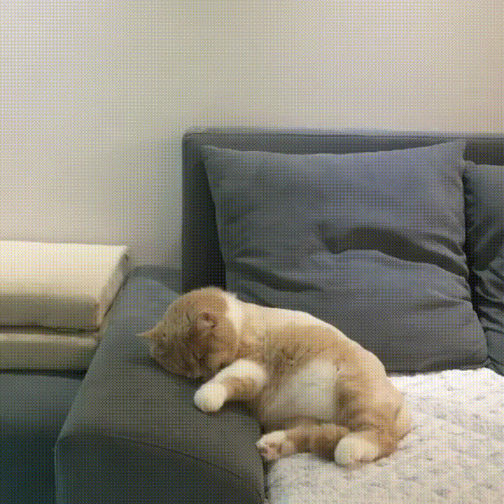 Приколы спящие видео. Кот на диване. Собака проснулась. Смешной кот на диване. Кот дрыхнет.