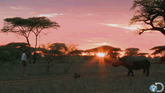 Animals animal africa GIF - Find on GIFER