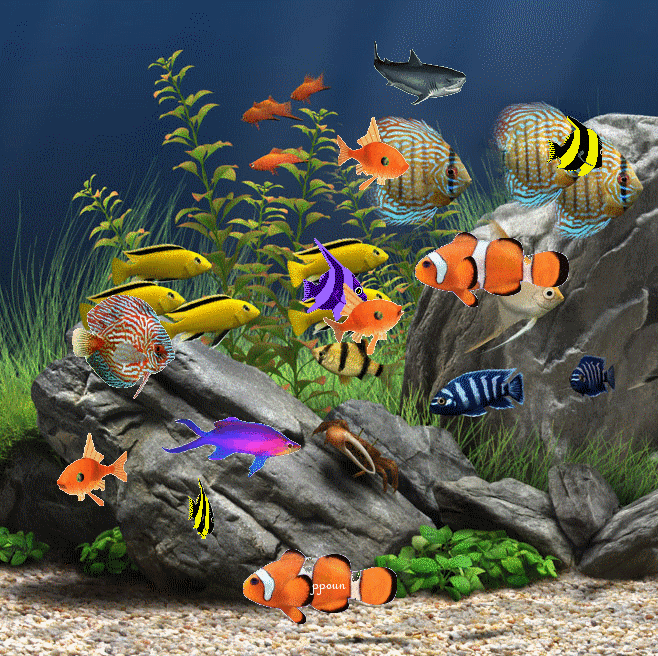 Установить видео живые обои. Живой аквариум. Рыбки плавают. Рыбки для аквариума. Плавающие рыбки на экране.
