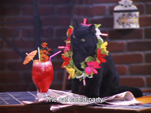 Salem movies cat GIF - Find on GIFER