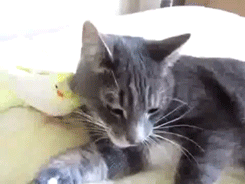 Tiere Kater Gatito Gif Find On Gifer