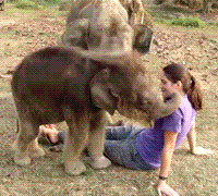 Animals being jerks trunk GIF Find on GIFER