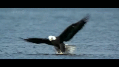 Image result for eagle catching fish gif