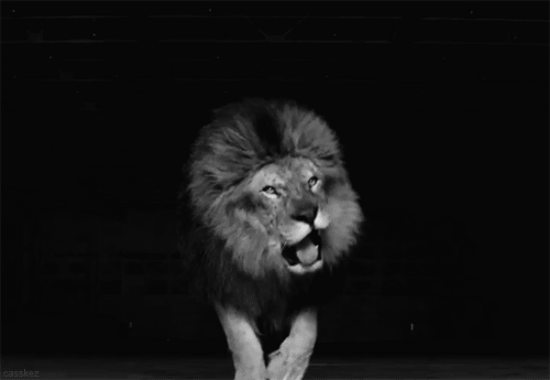 Lion black and white black and white lion GIF - Find on GIFER