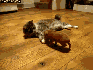 Animais Tiere Animals Gif Find On Gifer