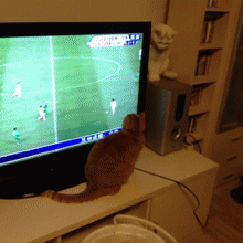 Tv Cat Reaction Gif On Gifer By Netaxe Animated Gif Tv Cat Reaction Share Or Pawing Ing