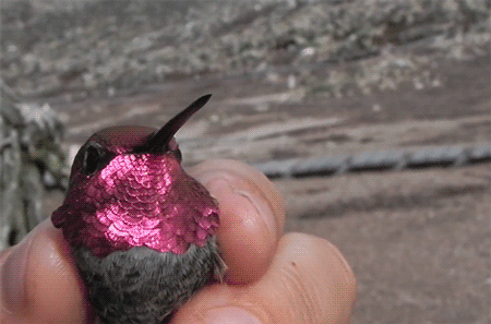 Hummingbird GIF - Find on GIFER