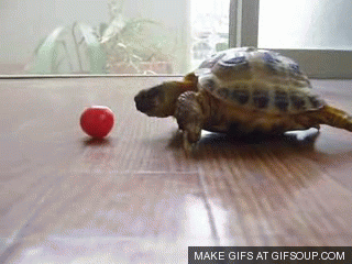 Tortue tortoise GIF - Find on GIFER