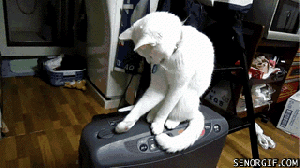 Chat chaton effronté GIF - Trouver sur GIFER