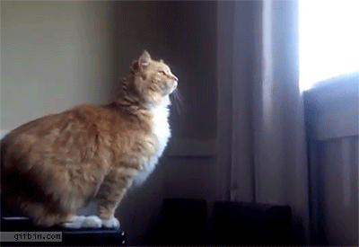 Top 7 gif cat fail jump from gifer part #1