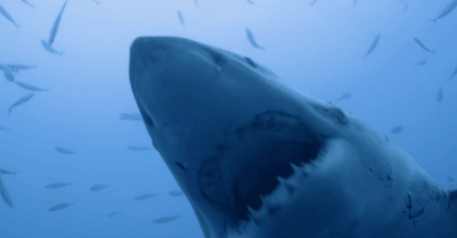 great white shark bite gif